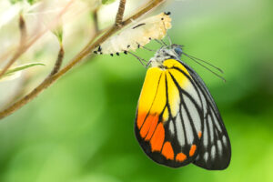 shutterstock_234030868 butterfly