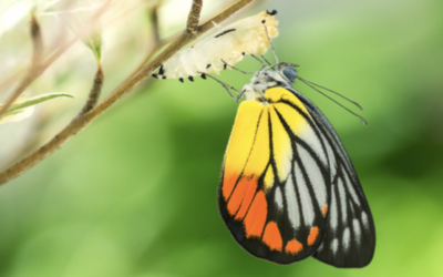 Transform Knowledge into Intelligence and Support